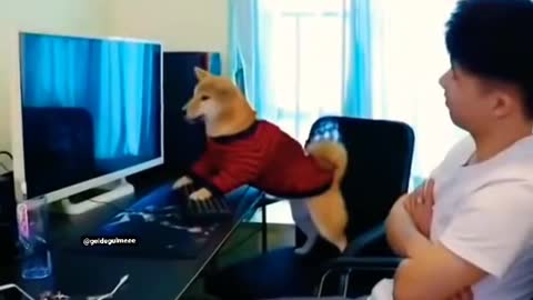 Dog gaming for computer