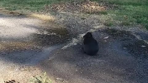 Rabbit and birds telling stories about humans finding love song