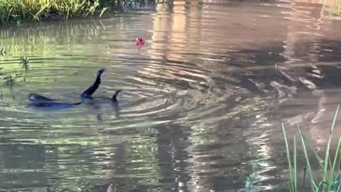 Large Cottonmouth Snakes Battle Over Female