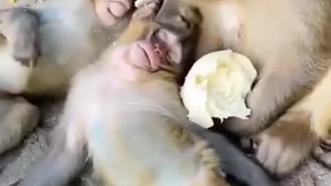 funny monkeys