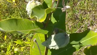 Milkweed