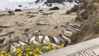 Watching elephant seals on the beach