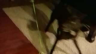 Dog likes balloon