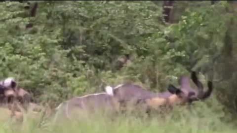 cão-selvagem-africano caçando Antílope