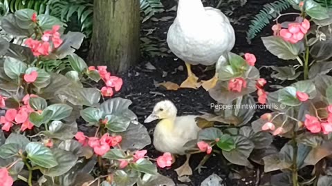 Momma Duck 🦆 and her baby duckling 🦆🌺