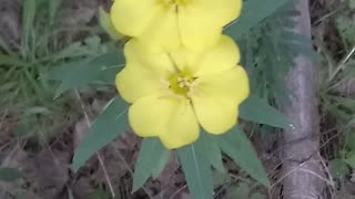 Evening Primrose