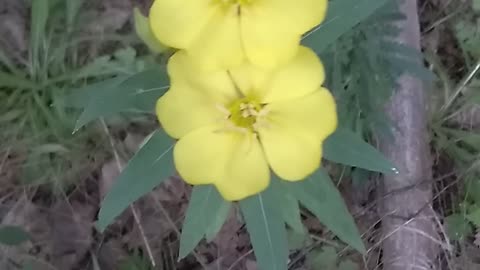 Evening Primrose