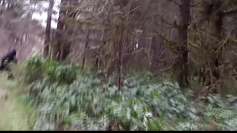 Bigfoot Sighting in Washington