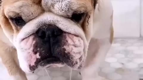 Bathing your furry friend is an important part of their hygiene routine dogs