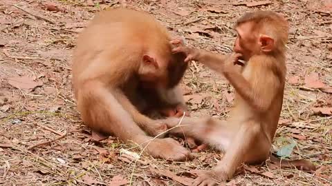 Little monkeys grooming one another on a rock are so adorable.