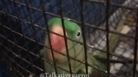 Cute Talking Parrot