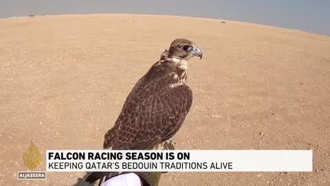 World Cup notwithstanding, falconry is one of Qatar's treasured sports