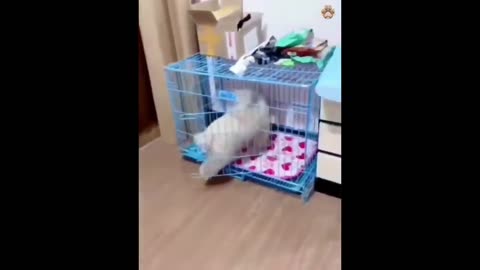 New Funny Animals 😂 Funniest Cats and Dogs Videos 😺🐶