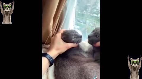 Bloopers and Blunders | Hilarious Cat and Dog Moments You Can't Miss! 😆 - Funny Pet Videos 2023 🐶🐱