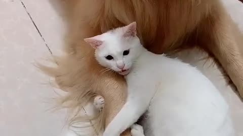 Cat Hugging a Dog Adorable Friendship Moment