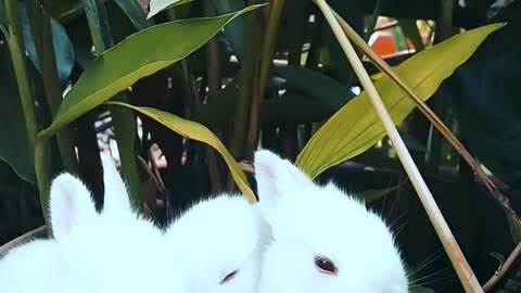 RABBITS