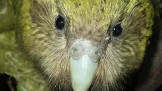 Kakapo - The Flightless Parrot