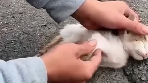 Kitten rescue