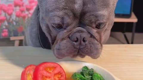 Dog eat so cute 🥰