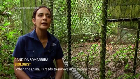 Panama confronts illegal animal trafficking