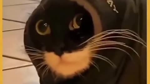 Scared cat expression