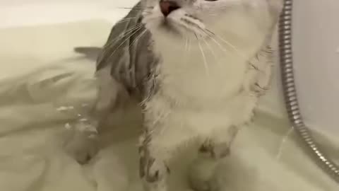 Kisa takes a bath first time