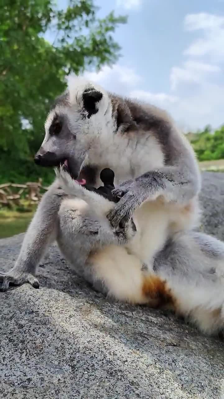 Lemurs eat hands