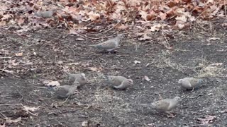 Mourning Doves