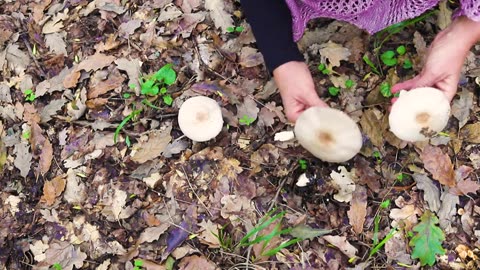 Mushrooms of the Hyrcanian forests🏕️