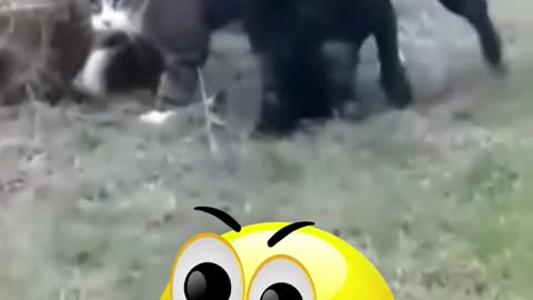 Funny moments with animals