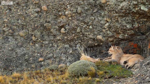 The Lives of Pumas, Eagles, Whales and More | Relax With Nature | The Wild Place | BBC Earth