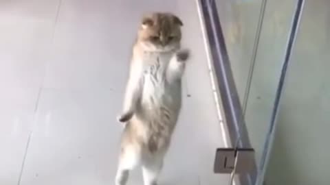 Cat dancing Macarena, very hilarious