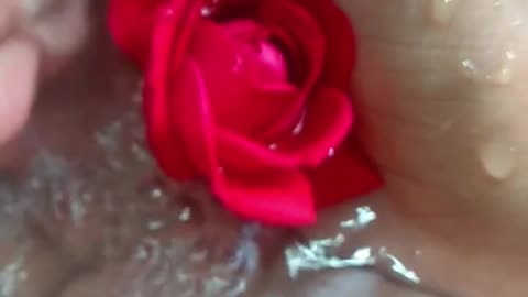 Water Rose ASMR