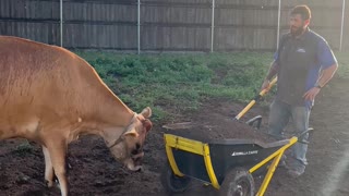 Moomoo the Dirt Lovin' Cow