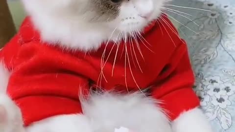 Funny Cute Cat short video