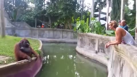 A Man Tosses A Treat At An Orangutan What Happens Next Has Everyone Laughing In Disbelief
