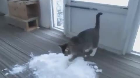 Cat Loves to Play With Snow Brought Indoors By Owner