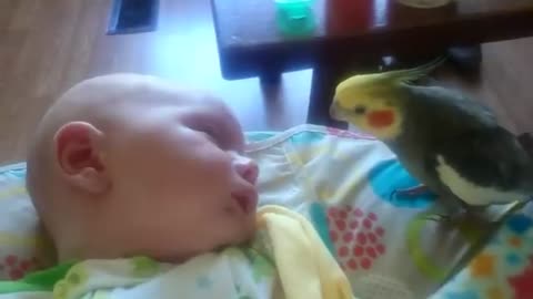 Cockatiel gives kisses and sings to a sleeping baby.