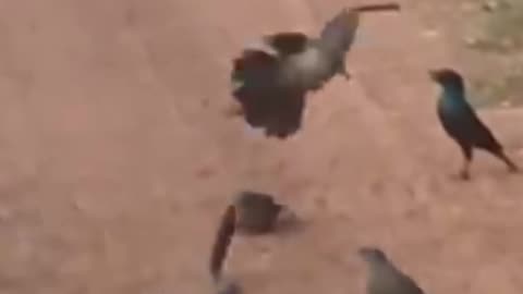 ravens decide to attack snake