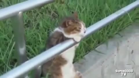 funny cats