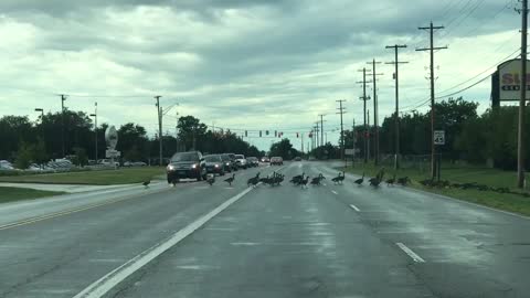 Canadian geese crossing road