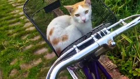 My pet white cat relaxing on the bye-cycle