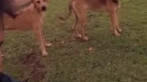 Verry funny cat and dog 🐶🐕