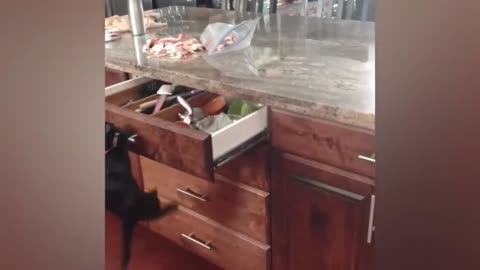 Small Dog Pulls Drawer With Ease