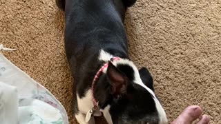 Ignored dog licks