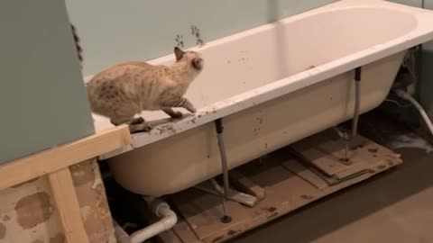 Cats Cause Chaos in Bathroom Being Renovated