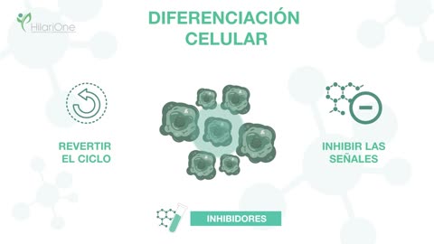 Proceso de Diferenciación Celular