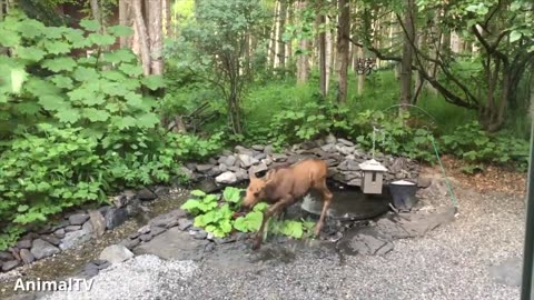 Cute Baby Moose Compilation!