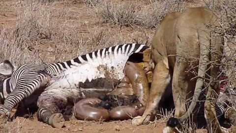 Lion eating zebra guts