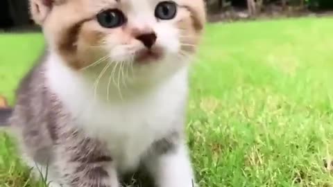 Cute Little Kitten 🥰❤❣